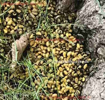 pupae curled at bottom of tree