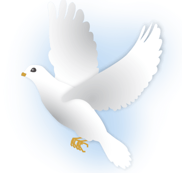 White dove in flight with wings spread out