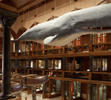 Bishop Museum
