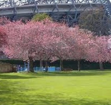 Spring blossom, Roseburn Park