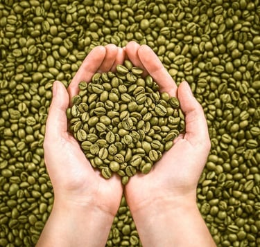 Supplier of Arabica coffee beans from Indonesia, Sumatra, Gayo, Java,  Preanger, Ijen Raung, Kawi