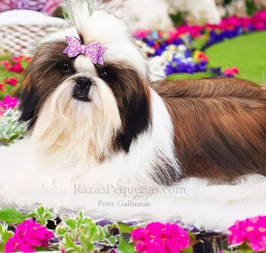 shih tzu