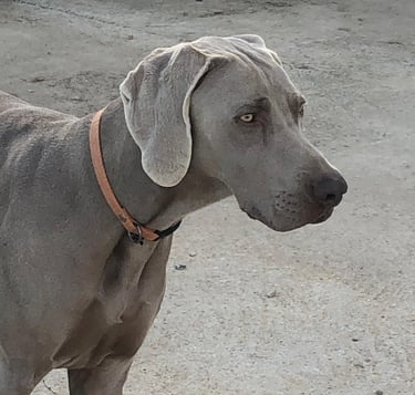 vinnie femelle reproductrice chienne braque de weimar arche du negadis paulhan