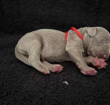 chiot male braque de weimar paulhan 34