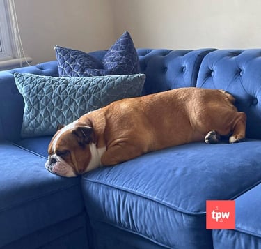 a dog laying on a couch with a pillow