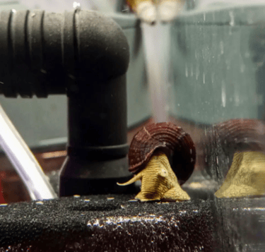 Rabbit Snail