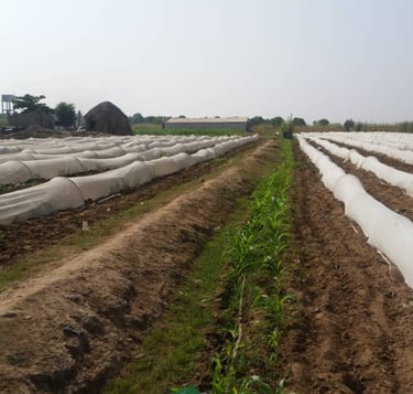 a man standing in a field with a bunch of plants