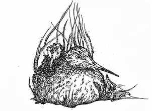 For Every Bird A Nest