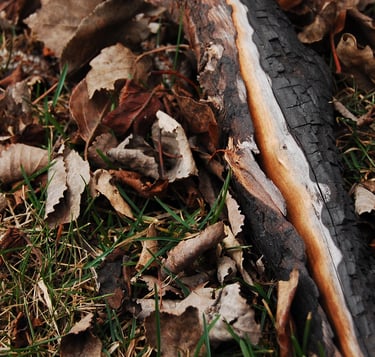 Broken tree branch in a pile of dried leaves