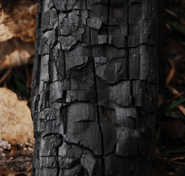 Tree bark 