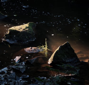 a small stream of water with rocks and grass