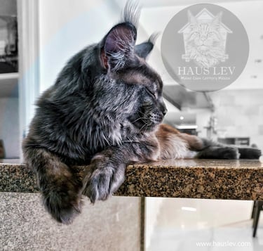 Gato Maine Coon Black Smoke Negro Humo en México, Maine Coon en Mexico, Precio Maine Coon en Mexico