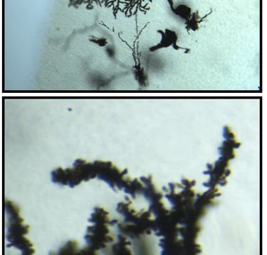 Microscopic view of Purkinje cell dendrites with highlighted synaptic spines in neural tissue.