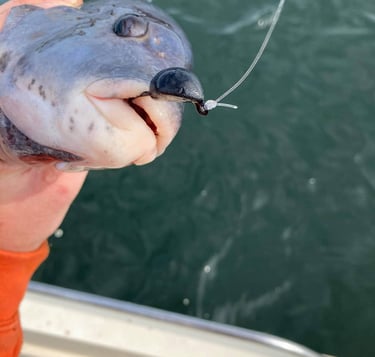 Tog / blackfish / Tautog caught on our Hurst Tackle Supply Jigs