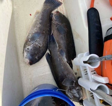 Tog / blackfish / Tautog caught on our Hurst Tackle Supply Jigs