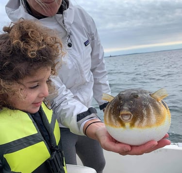 Little girl admiring her Northern Puffer Fish