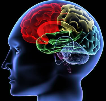 diagram of brain