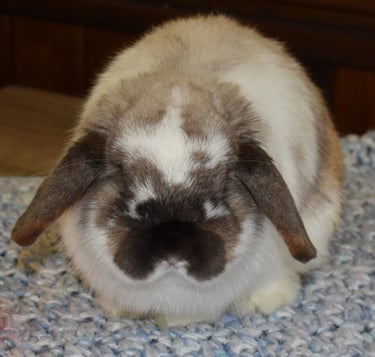 Hot Cross Buns' Coconut Cream - broken sable point buck Holland Lop