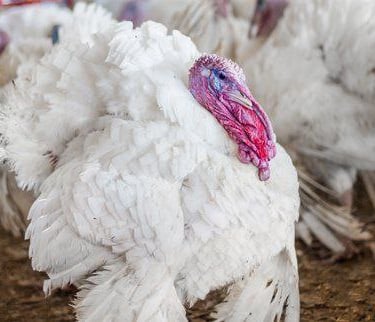 White turkey image