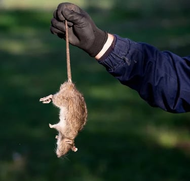 traitement rats traitement rats traitement rats traitement rats traitement rats traitement rats