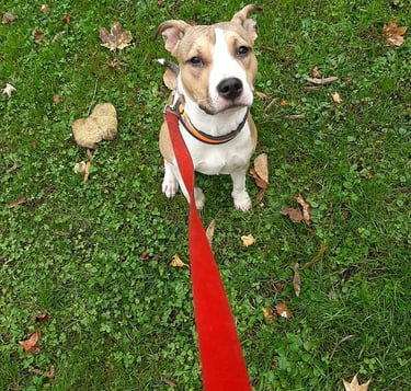 Čuvanje i šetnja pasa, Hotel za pse, Zagrebački duhek