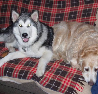 Čuvanje i šetnja pasa, Hotel za pse, Zagrebački duhek