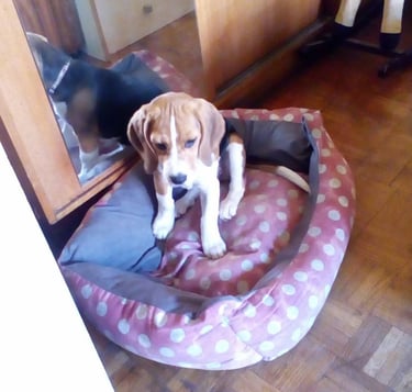 Čuvanje i šetnja pasa, Hotel za pse, Zagrebački duhek