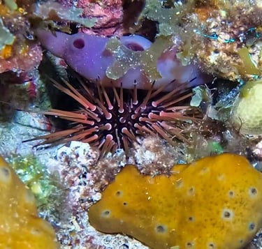 Reef urchin sheltering among sponges, algae, and coral crevices