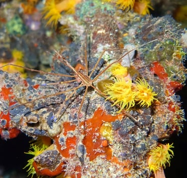 Yellowline arrow crab surrounded by bright yellow cup corals