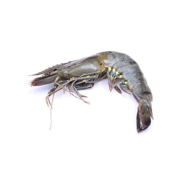 black tiger shrimp hoso - awafood jsc