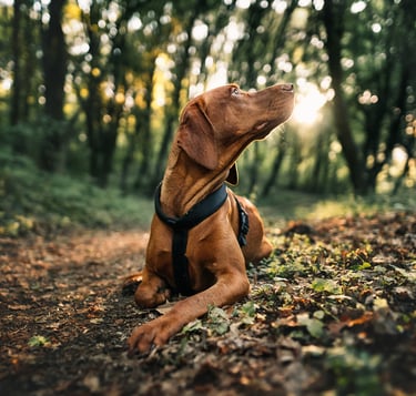 Vizsla a fotózásán a Napba néz
