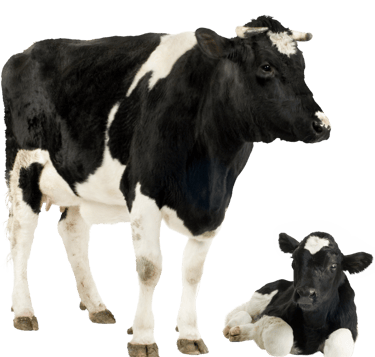 Ostéopathie sur vache