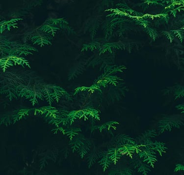 feuilles d'arbre