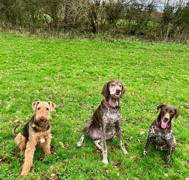 Three dogs in a field