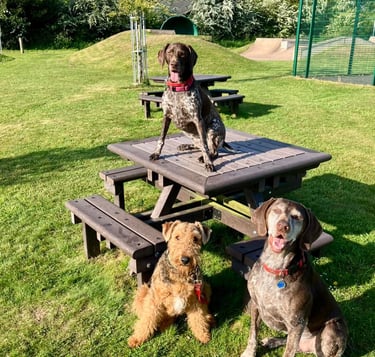 Three dogs off lead sat looking at owner