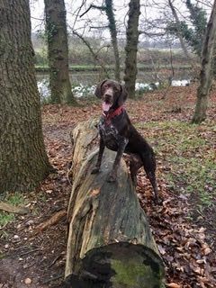 Pads dog Fred photo