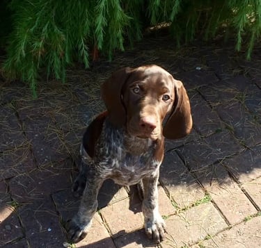 GSP puppy