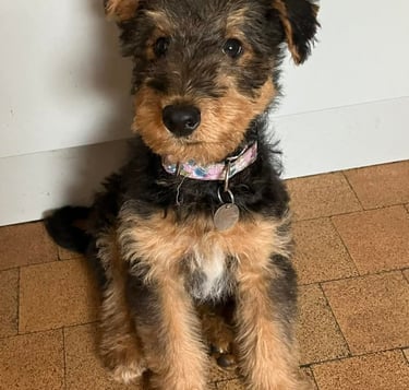 Aerdale puppy