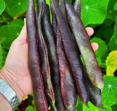 Black Knight produces pods that start off green but mature to a purple black making them easy to spot and harvest!