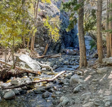 a stream running through a forest with rocks and trees