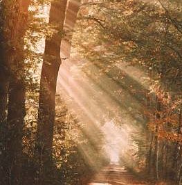 sunlight and serotonin