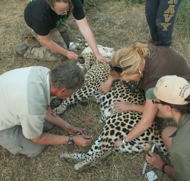 Dr Erik and the research team examining an immobilized leopard 