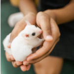 a person holding a small white mouse in their hands