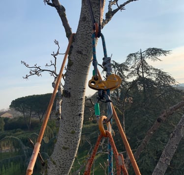 Haubanage à Toulouse et ses environs. Arbres avec plusieurs attaches