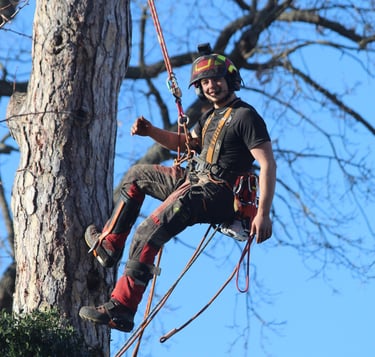 Élagage à Toulouse - Un homme casqué grimpe à un arbre
