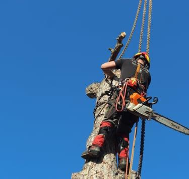 Abattage à Toulouse - Image d'une personne de Tolosa Elagage en train d'élaguer un arbre