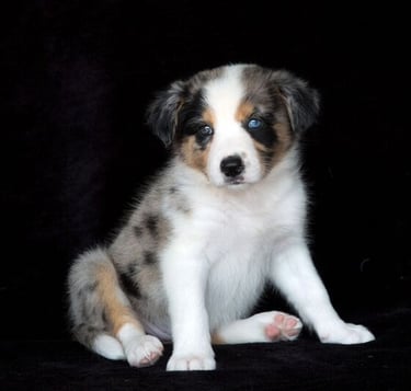 tri blue merle border collie puppies 