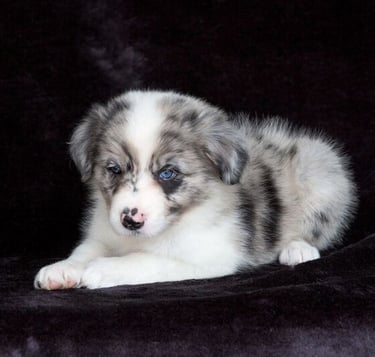 tri blue merle border collie puppies 
