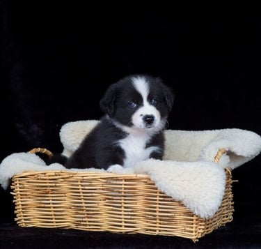 black and white border collie puppies 