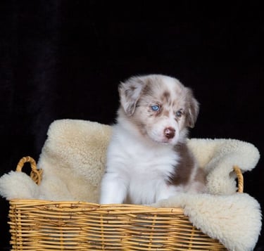 chocolate merle border collie puppies 